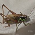 Roesel's Bush Cricket, Metrioptera roeselii,  Alan Prowse